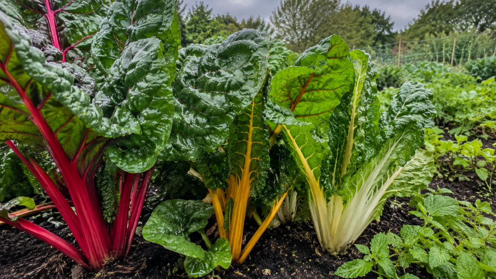 Rainbow Swiss chard with red, yellow and white stems growing in a rain-flecked UK vegetable bed.