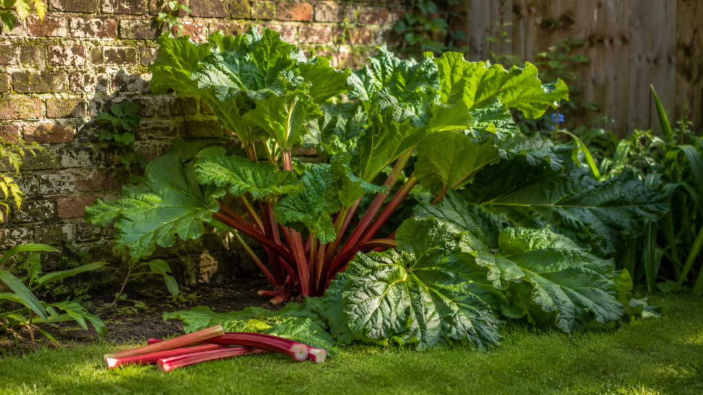 A mature rhubarb plant with deep red stems in the corner of a UK garden, freshly pulled stems on the grass.
