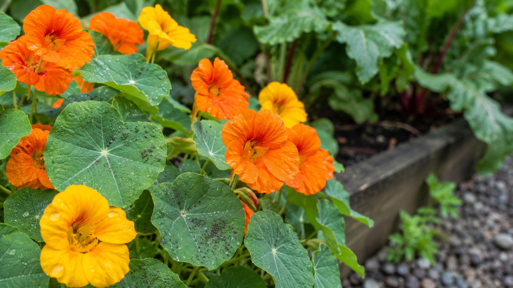 Nasturtiums planted as a trap crop at the edge of a vegetable garden bed
